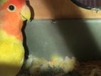 lovebird master pair