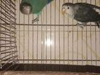 lovebird new adult pair