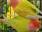 Lovebird opaline running pair