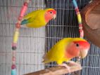 Lovebird (Pair)