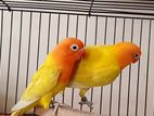 Lovebird pair