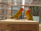 LoveBird Pair