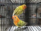Lovebird pair
