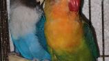 lovebird pair