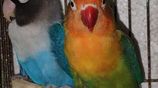 lovebird pair