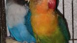 lovebird pair