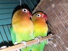 lovebird pair