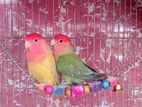 Lovebird pair