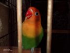lovebird pakhi