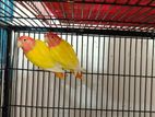 Lovebird Pakhi Bikri