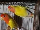 lovebird pakhi