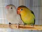 Lovebird Parblue with Albino Red Eyes