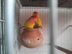 lovebird Red eye