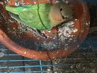 Lovebird Rossy Opaline Lutino Split