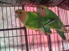 lovebird running jora