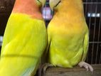 lovebird running pair