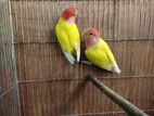 Lovebird running pair