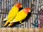 Lovebird Running pair