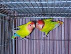 lovebird running pair