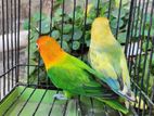 Lovebird Running Pair