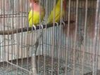 Lovebird Sell kora hobe