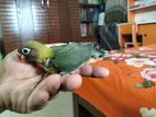 lovebird Tame size baby