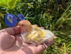 Lovebird Tame Size Baby