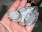 Lovebird টেম সাইজ লাভবার্ড