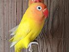lovebird yellow fisher