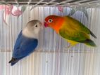 Lovebirds Breeding Pair