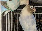 lovebirds, cockatiel