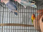 lovebirds confirm pair