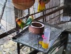 lovebirds
