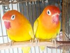 Lovebirds sell