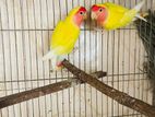 Lovebirds For Sale