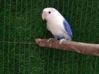 lovebirds