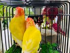 Lovebirds