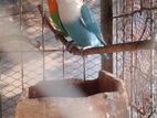 lovebirds