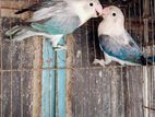 Lovebirds