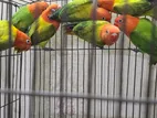 Lovebirds