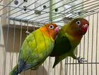 Love birds
