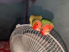 Love Birds for sell