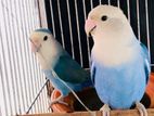 Lovebirds for sale