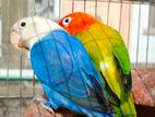 Lovebirds