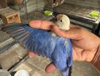 Lovebirds