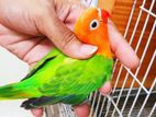 Lovebirds Full Adult