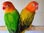 Lovebirds green series