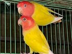 Lovebirds Jora