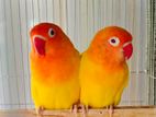 Lovebirds Lutino Fischer