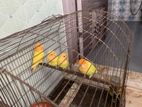 Lovebirds Orange Head Opaline